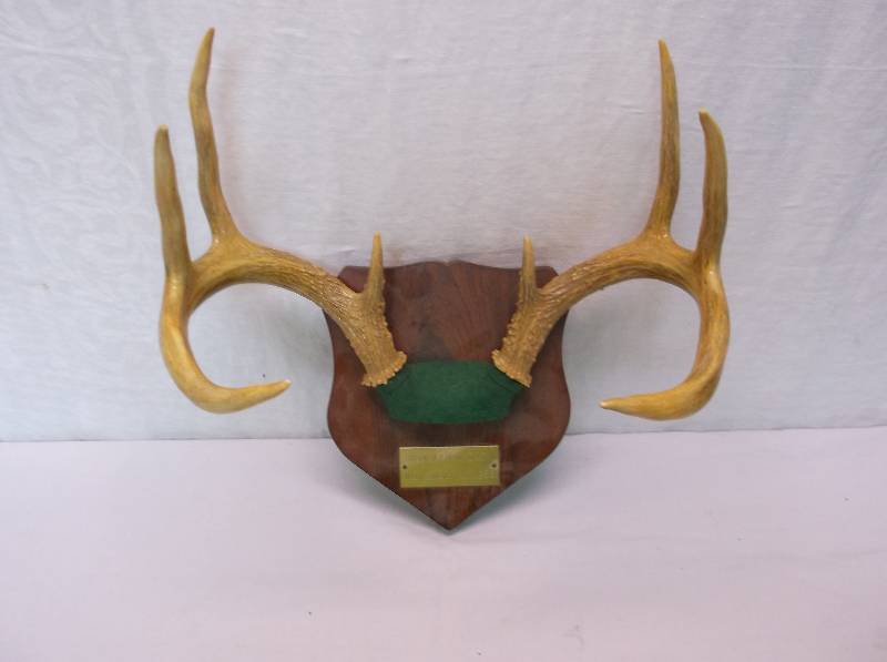 lot 48 image: Deer Rack