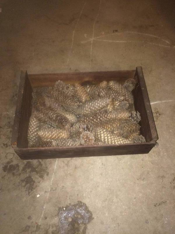 Crate of Pine Cones