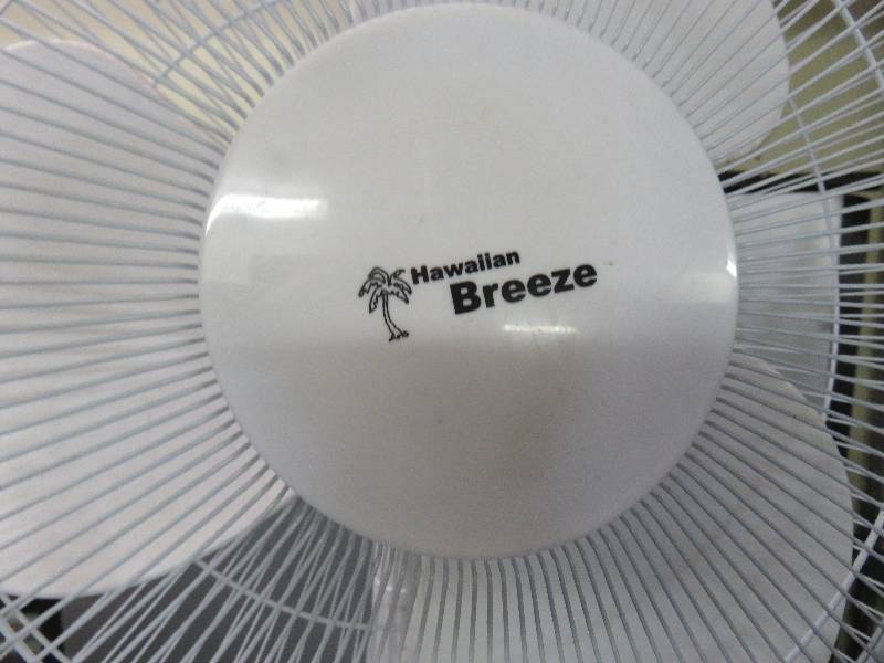 fan