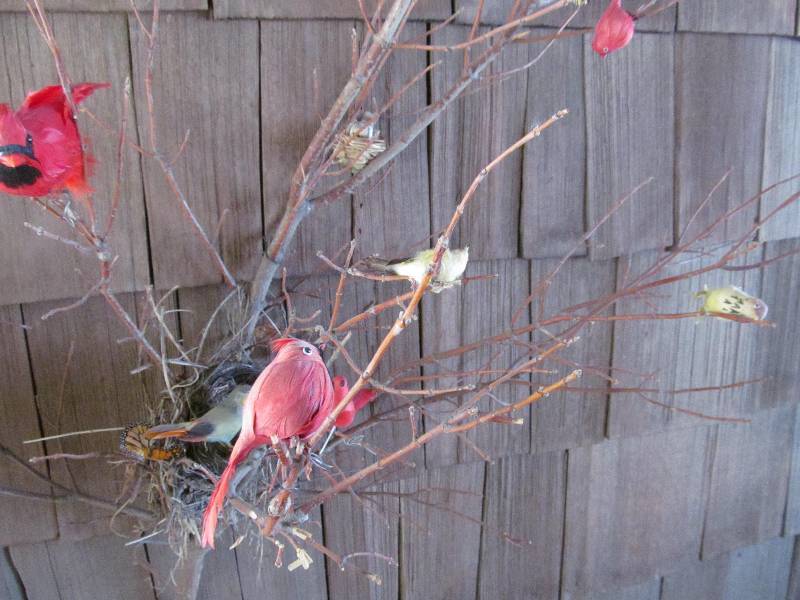 Bird Display