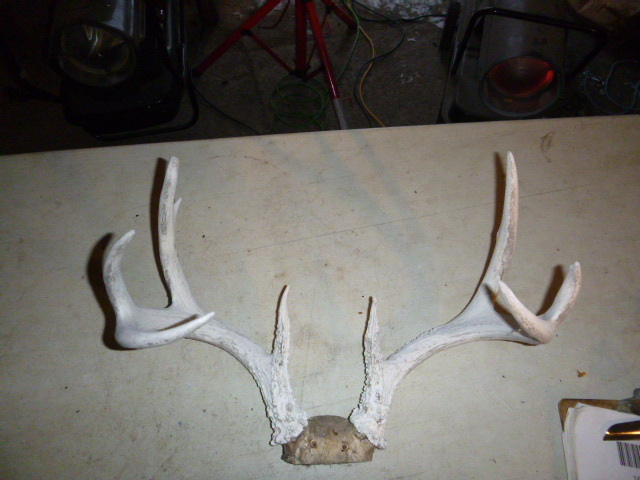 lot 165 image: 8 Point Antlers