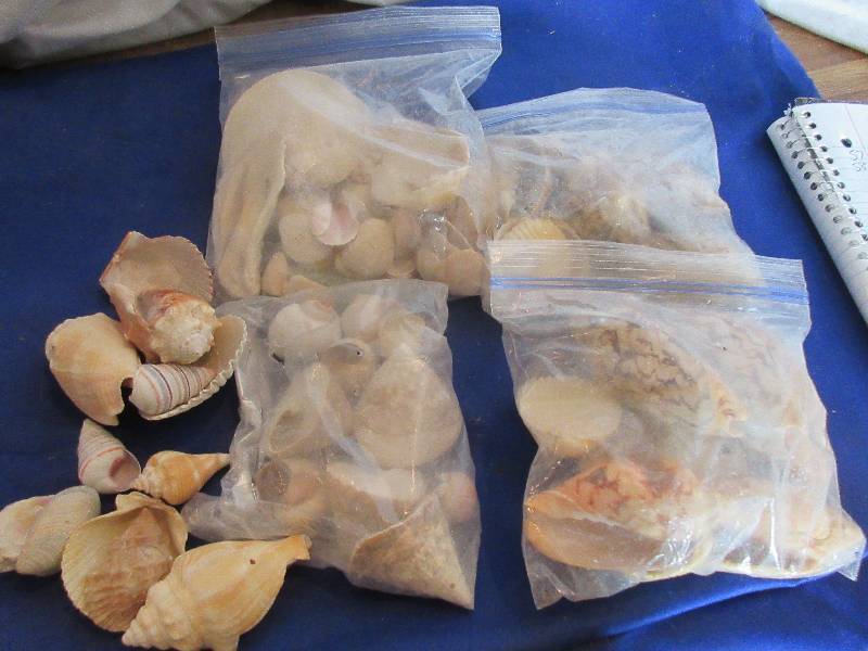 assorted seashells