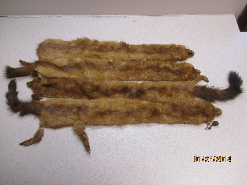 Lot Of Fox Pelts, Used, Show Wear