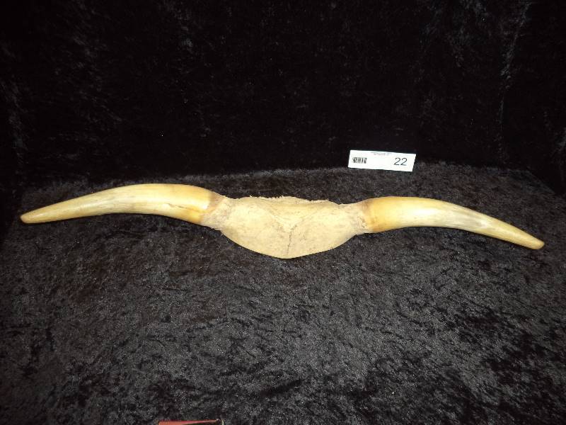 Horn