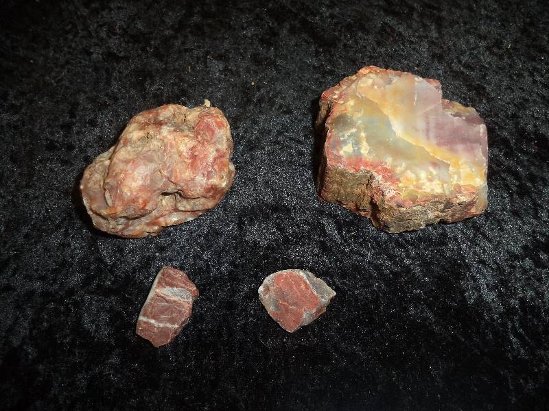 Lot - Petrified Wood