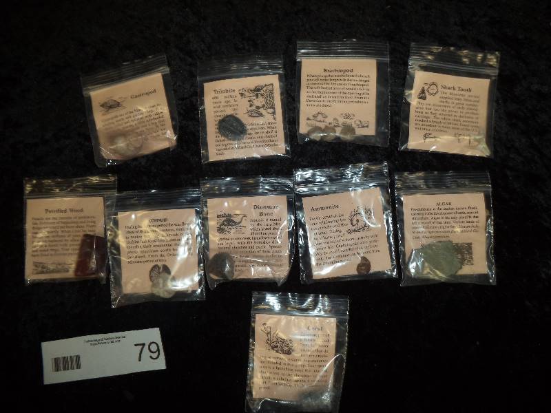 Lot - Shark Tooth, Petrified Wood, Dinasaur Bone, etc