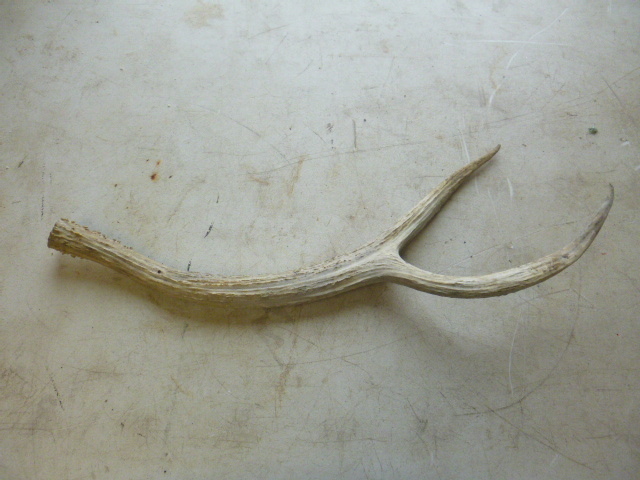 lot 200 image: Antler