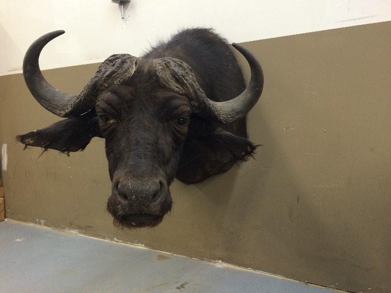 Cape Buffalo - Scores well on the SCI record book