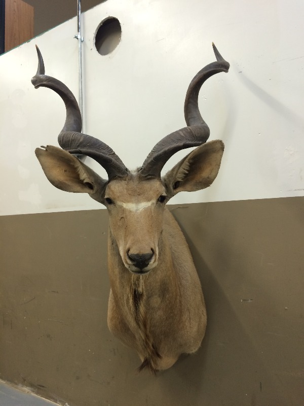Kudu - Nice Trophy  Scores well on the SCI Record Book