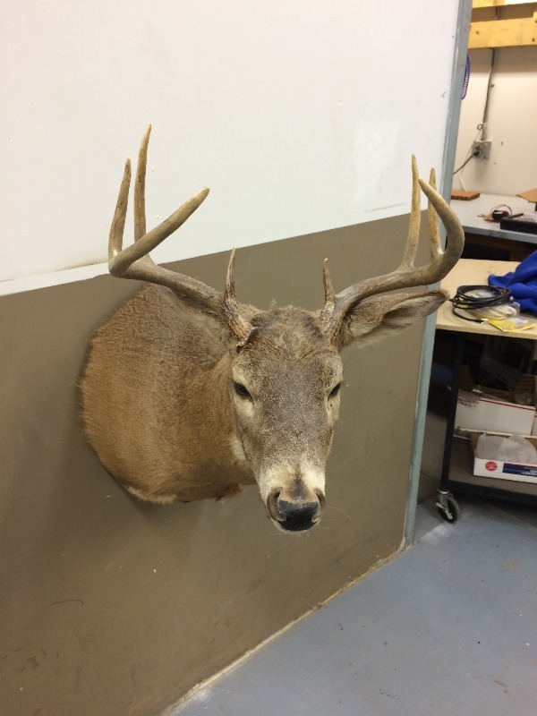 Whitetail Buck - respectable trophy