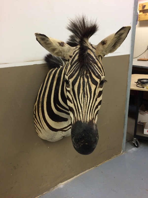 Zebra - Nice Trophy