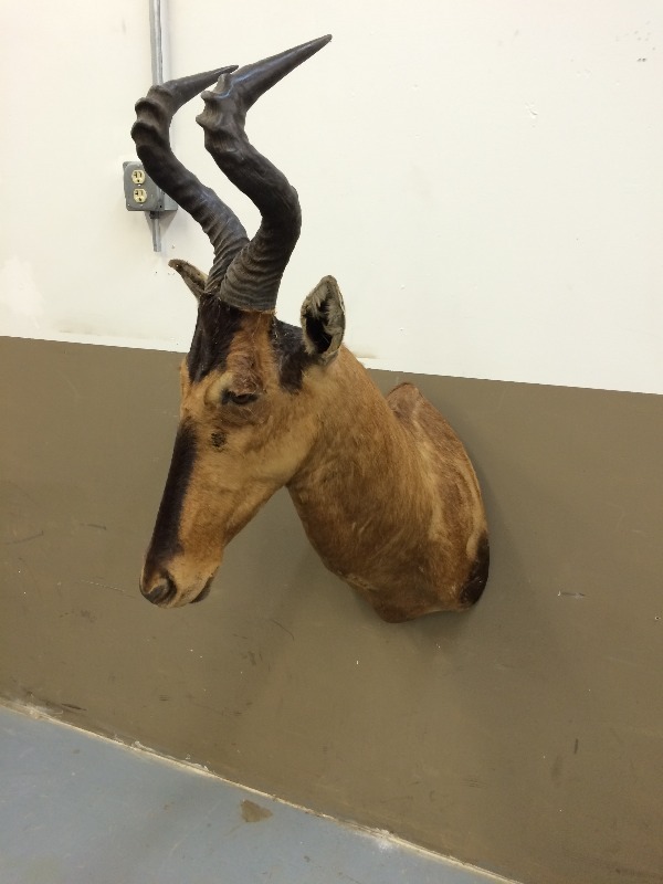 Red Hartebeest - Really Nice Trophy. Scores high in the SCI record Book