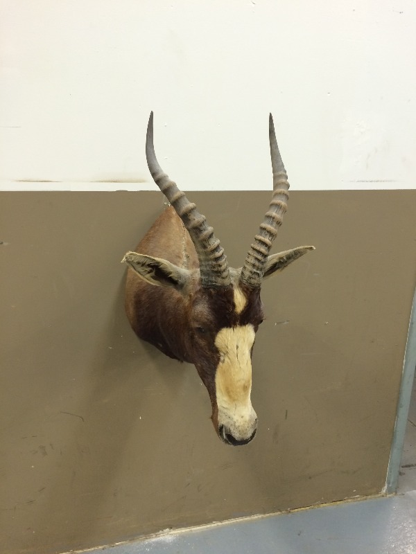 Blesbok - Nice Trophy  Scores well in the SCI record book