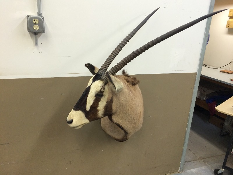 Gemsbok - Nice Trophy  Scores well in the SCI record book