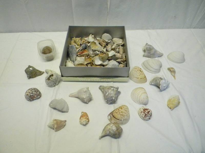lot 58 image: Seashell Lot