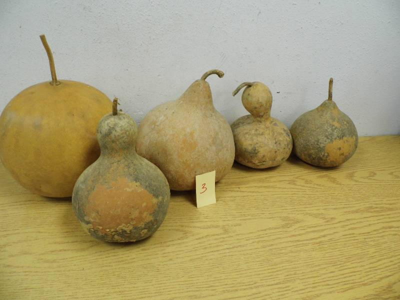 Large Gourds