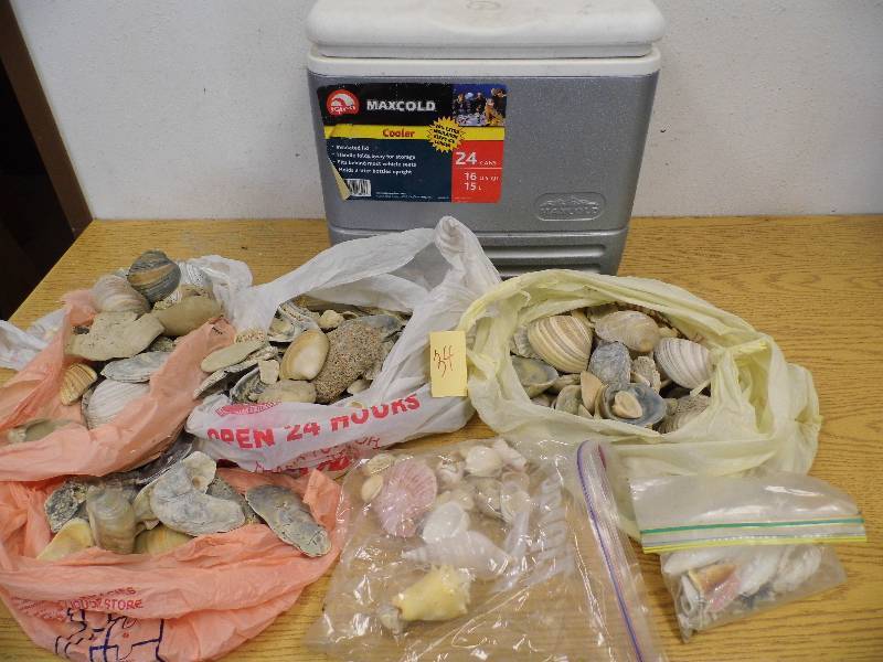 Shells in Cooler