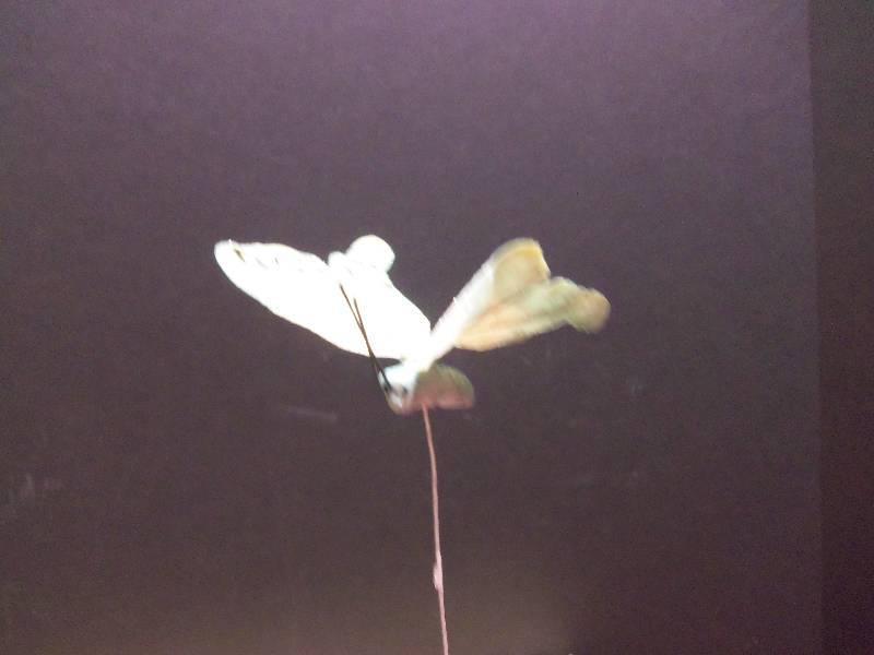 Butterfly Glitter Picks