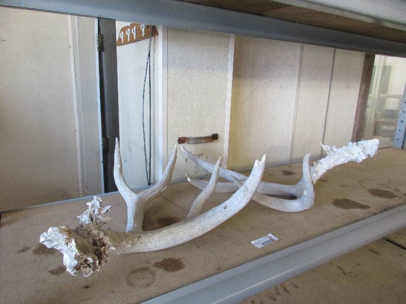 lot 99 image: Large Deer Antlers