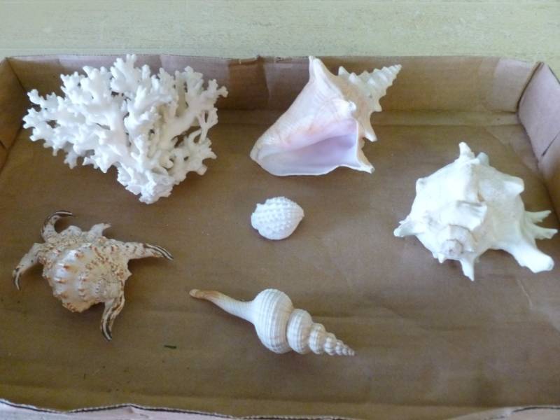 Seashell