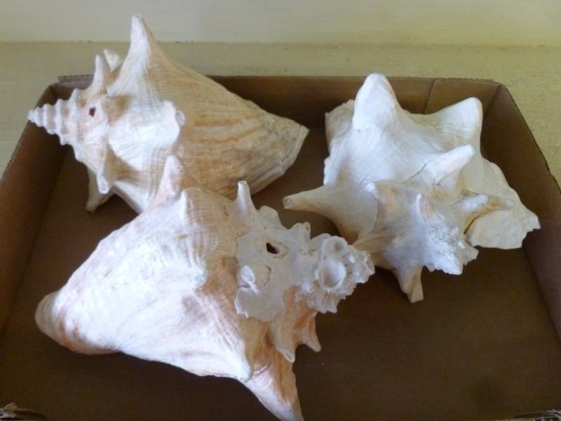 Seashell