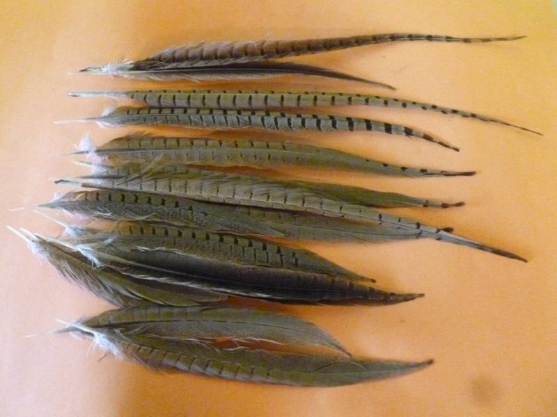 Pheasant Tails