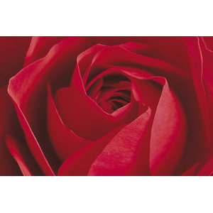 Limportant Cest La Rose Mural