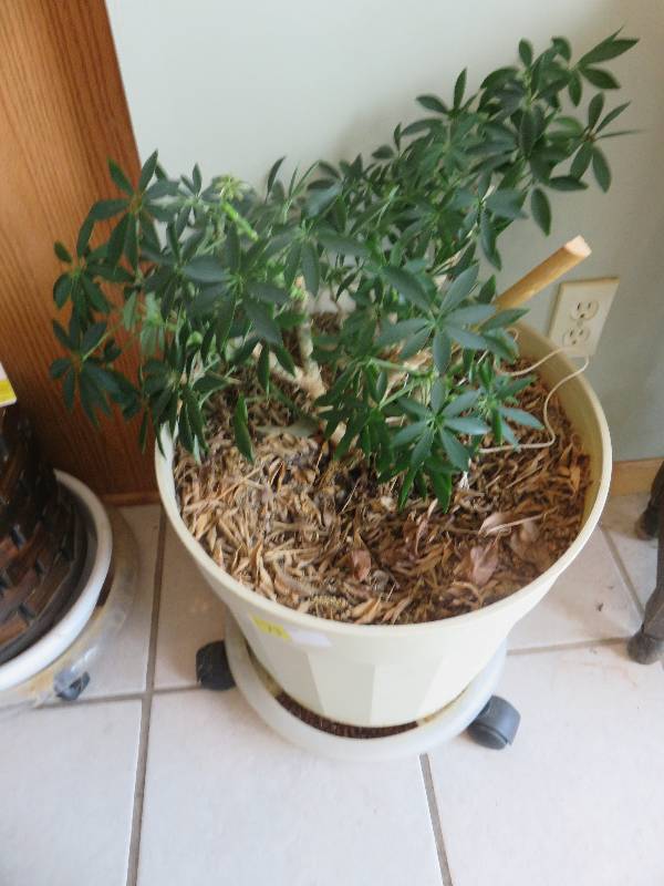 Large potted plant